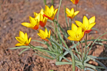 Tulipa clusiana