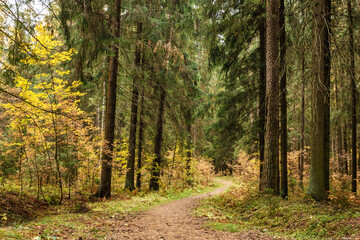 Landscape with beautiful spruce trees and a path among them in the autumn forest