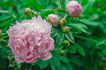 pink peony flower with green leaves background