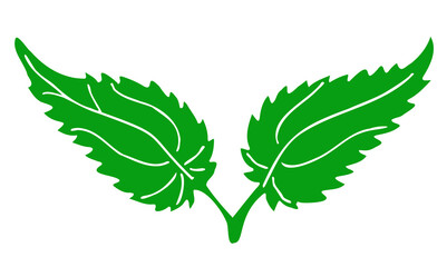 Two green leaves of nettle hand sketch