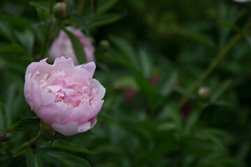 pink peony flower with green leaves background