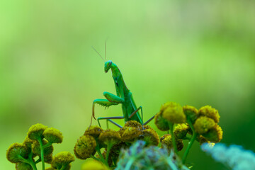 Mantis - Mantis religiosa green animal sitting on a blade of grass in a meadow.