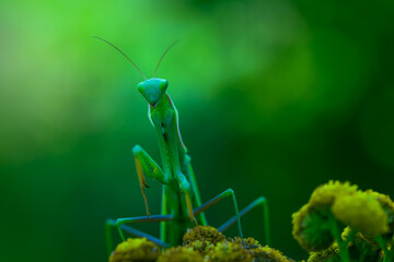 Mantis - Mantis religiosa green animal sitting on a blade of grass in a meadow.