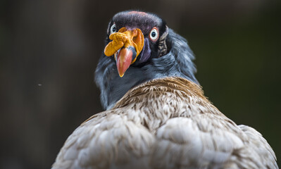 Closeup shot of a vulture on the blurred background