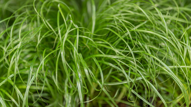 Cyperus Alternifolius Zumula or Cat Grass