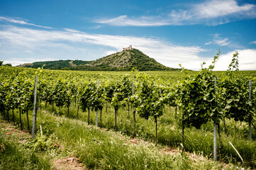 Vineyards, castle Devicky, Palava, Moravia region, Czech Republic. romantic ruin in Palava and...