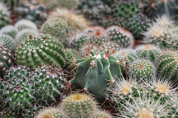 Cacti o cactus of different types in pots