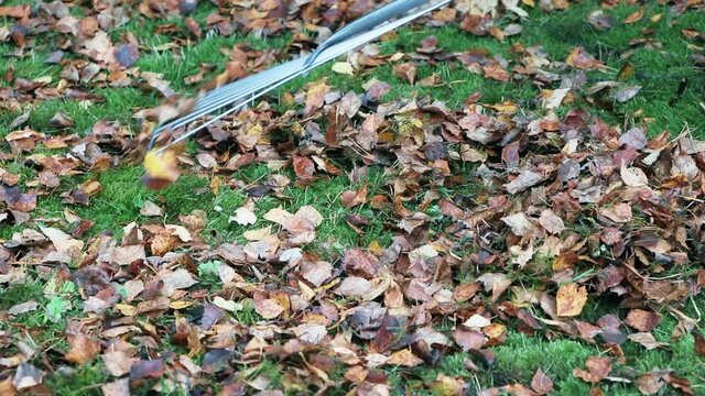 Fallen leaves.Removes of fallen leaves.The rake removes fallen leaves.Autumn time.Green grass and moss.
