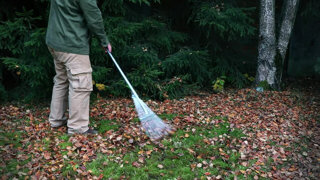 The man with rake removes fallen leaves.The gardener removes of fallen leaves.Fallen leaves. Autumn time.Green grass and moss.Cleaning of the territory.
