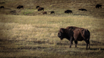 buffalo in the field
