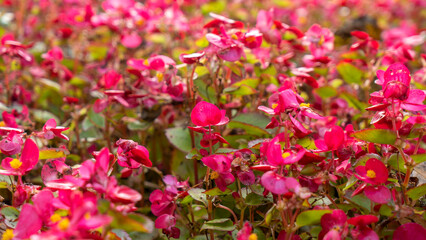 Red floral pattern. Bright ornamental flowering plant. Natural floral background. City street decorated with flowers.