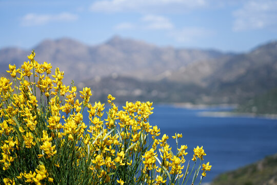 Flowers At Silverwood Lake California