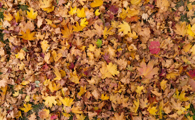 Multicolor fall foliage leaves lie on the grass. Colorful leafs, background. Colorful Carpet of Autumn Leaves. Wallpaper.