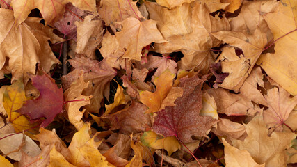 Colorful autumn foliage on the ground. Maple leaves. Background, wallpaper.