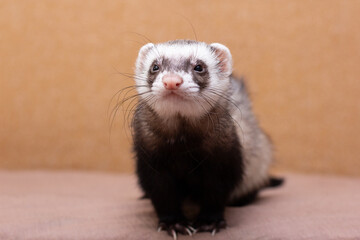 The cute funny ferret portrait