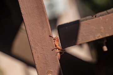 Obraz premium Brown mantis basking in the sun