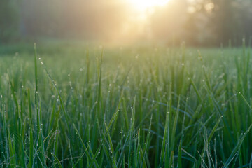 background sunrise green plant in the morning