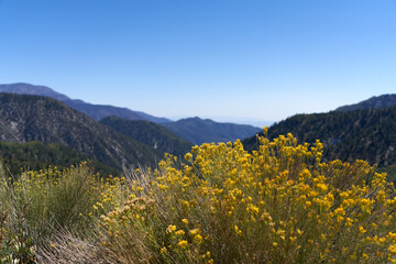 Fototapeta na wymiar Wildflowers and mountain view on Rim of the World near Big Bear Lake, California, United States of America