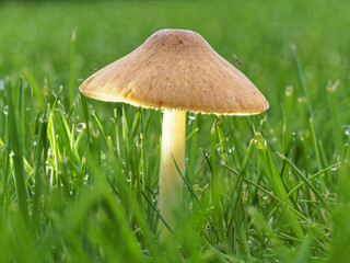 Mushrooms growing on a grass lawn in a garden in Staffordshire.