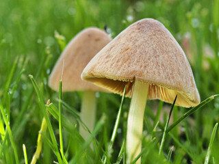 Mushrooms growing on a grass lawn in a garden in Staffordshire.