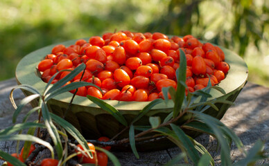 Ripe sea buckthorn berries in wooden bowl, closeup
