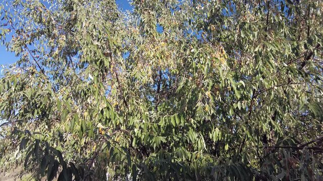 A large number of oleasters are grown on the buckthorn tree that matures in the fall,