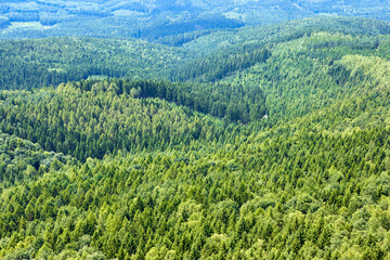 grüner Wald von oben fotografiert