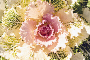 Flowering white green ornamental cabbage with lush leaves. Selective focus