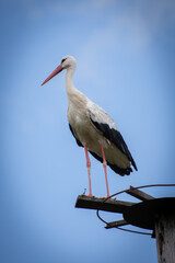 stork