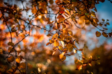 Autumn leaves on birch tree. Warm light shining through the branches. 