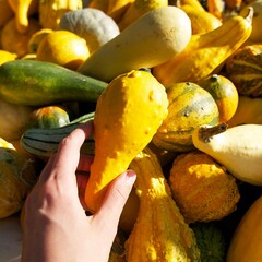 small yellow decorative pumpkin in a hand on a background of multi-colored pumpkins