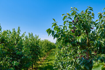 Obstplantage mit Kirschen