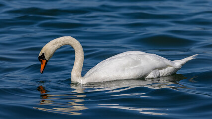 ein Schwan auf dem Wasser