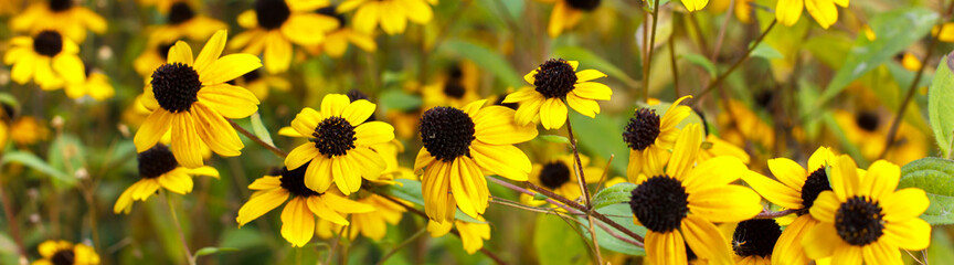 Banner of yellow autumn flowers