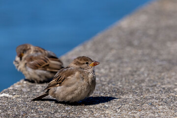 ein Spatz auf einer Mauer