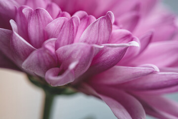 Fototapeta premium Chrysanthemum flower as a background close up. Purple Chrysanthemum in autumn. Chrysanthemum wallpaper. Floral background. Selective focus