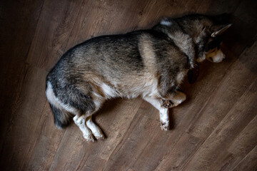 siberian husky dog sleeps on floor