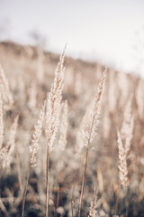 Pampas grass in autumn. Natural background. Dry beige reed. Pastel neutral colors and earth tones. Selective focus.