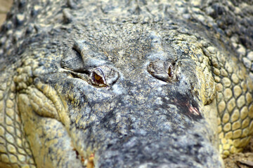 close up of a crocodile