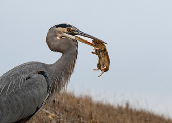 Obraz premium Great Blue Heron Caught A Gopher