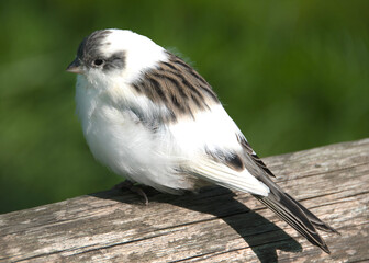 bird on a fence