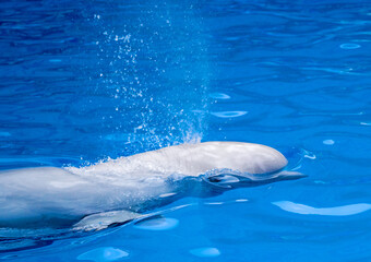 Obraz premium dolphins, swimming, marine animals