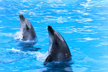 dolphins in the pool. Head of a  dolphins. marine animals