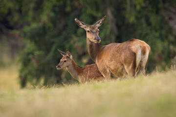 Two red deer, cervus elaphus, standing on field in summertime nature. Mother and calf observing on grassland close together. Hind and young mammal looking on glade.