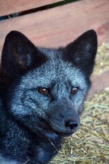 Portrait of a beautiful silver fox