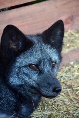portrait of a fox