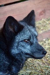 Portrait of a silver fox