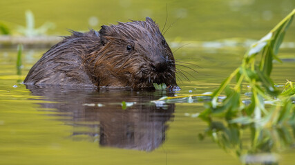 Eurasian beaver, castor fiber, gnawing leaves in water in summertime. Wet rodent eating in wetland in summer. Aquatic mammal feeding in lake. - obrazy, fototapety, plakaty