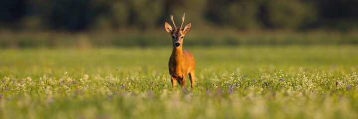 Roe deer, capreolus capreolus, standing in wildflowers in sunset in panoramic shot. Roebuck looking to the camera on field with copy space. Antlered mammal staring on meadow in golden hour.