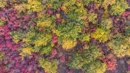 autumn multicolored deciduous forest top view from a quadrocopter